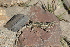  ( - LIO-MCN 1917)  @13 [ ] CreativeCommons - Attribution Non-Commercial Share-Alike (2014) Cristian Abdala IBIGEO