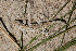  (Liolaemus scapularis - LIO-MCN 3140)  @14 [ ] CreativeCommons - Attribution Non-Commercial Share-Alike (2014) Cristian Abdala IBIGEO