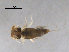  (Hydrosmilodon spPARA1 - BIOUG00642-B03)  @12 [ ] CreativeCommons - Attribution (2011) CBG Photography Group Centre for Biodiversity Genomics