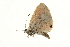  (Azanus sitalces - AC0005-8002982)  @12 [ ] CreativeCommons - Attribution (2010) Unspecified Centre for Biodiversity Genomics