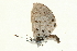  (Azanus soalalicus - AC0016-8002361)  @12 [ ] CreativeCommons - Attribution (2010) Unspecified Centre for Biodiversity Genomics