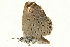  (Freyeria minuscula - AC0032-8002340)  @13 [ ] CreativeCommons - Attribution (2010) Unspecified Centre for Biodiversity Genomics
