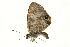  (Leptotes rabefaner - AC0094-8033726)  @13 [ ] CreativeCommons - Attribution (2010) Unspecified Centre for Biodiversity Genomics