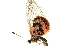  (Acraea ranavalona - AC0141-8001690)  @12 [ ] CreativeCommons - Attribution (2010) Unspecified Centre for Biodiversity Genomics