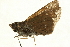  (Borbo gemella - AC0199-8001590)  @13 [ ] CreativeCommons - Attribution (2010) Unspecified Centre for Biodiversity Genomics