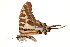  (Graphium evombar - AC0405-8033045)  @12 [ ] CreativeCommons - Attribution (2010) Unspecified Centre for Biodiversity Genomics