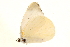  (Belenois mabella - AC0514-8002964)  @12 [ ] CreativeCommons - Attribution (2010) Unspecified Centre for Biodiversity Genomics