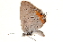  (Cupidopsis jobates - AC0553-8002773)  @12 [ ] CreativeCommons - Attribution (2010) Unspecified Centre for Biodiversity Genomics