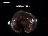  (Dendrodoris herytra - LMBAG27-002)  @11 [ ] Unspecified (default): All Rights Reserved  Unspecified Unspecified