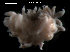  (Berghia verrucicornis - LMBAG34-003)  @12 [ ] Unspecified (default): All Rights Reserved  Unspecified Unspecified