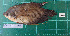  ( - KR2015-173)  @14 [ ] CreativeCommons - Attribution Non-Commercial Share-Alike (2015) IFReDI Inland Fisheries Research and Development Institute