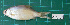  ( - KR2015-166)  @12 [ ] CreativeCommons - Attribution Non-Commercial Share-Alike (2015) IFReDI Inland Fisheries Research and Development Institute