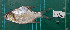  (Puntioplites proctozysron - KR2015-71)  @11 [ ] Creative Commons  Attribution Non-Commercial Share-Alike (2015) IFReDI Inland Fisheries Research and Development Institute