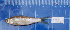  (Henicorhynchus entmema - KR2015-58)  @11 [ ] CreativeCommons - Attribution Non-Commercial Share-Alike (2015) IFReDI Inland Fisheries Research and Development Institute