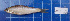  ( - KR2015-59)  @11 [ ] CreativeCommons - Attribution Non-Commercial Share-Alike (2015) IFReDI Inland Fisheries Research and Development Institute