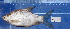  ( - KR2015-67)  @12 [ ] CreativeCommons - Attribution Non-Commercial Share-Alike (2015) IFReDI Inland Fisheries Research and Development Institute