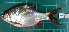  ( - RK2015-14)  @11 [ ] CreativeCommons - Attribution Non-Commercial Share-Alike (2015) IFReDI Inland Fisheries Research and Development Institute