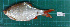  ( - RK2015-178)  @11 [ ] CreativeCommons - Attribution Non-Commercial Share-Alike (2015) IFReDI Inland Fisheries Research and Development Institute