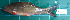  ( - RK2015-106)  @11 [ ] Creative Commons  Attribution Non-Commercial Share-Alike (2015) IFReDI Inland Fisheries Research and Development Institute