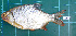  ( - SP2015-12)  @11 [ ] CreativeCommons - Attribution Non-Commercial Share-Alike (2015) IFReDI Inland Fisheries Research and Development Institute