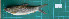  ( - ST2015-15)  @11 [ ] Creative Commons  Attribution Non-Commercial Share-Alike (2015) IFReDI Inland Fisheries Research and Development Institute