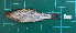  (Lobocheilos rhabdoura - ST2015-23)  @11 [ ] Creative Commons  Attribution Non-Commercial Share-Alike (2015) IFReDI Inland Fisheries Research and Development Institute
