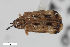  (Sumitrosis inaequalis_typical - CSE732)  @11 [ ] CreativeCommons  Attribution Share-Alike (by-sa) 4.0 (2016) Unspecified Zoologisches Forschungsmuseum Alexander Koenig