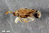  ( - CSE1713.2)  @11 [ ] CreativeCommons  Attribution Share-Alike (by-sa) 4.0 (2016) Unspecified Zoologisches Forschungsmuseum Alexander Koenig