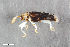  ( - CSE1713.1)  @11 [ ] CreativeCommons  Attribution Share-Alike (by-sa) 4.0 (2016) Unspecified Zoologisches Forschungsmuseum Alexander Koenig