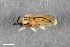  (Sumitrosis ancoroides - CSE1899.1)  @12 [ ] CreativeCommons  Attribution Share-Alike (by-sa) 4.0 (2016) Unspecified Zoologisches Forschungsmuseum Alexander Koenig