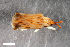  ( - CSE1906.1)  @11 [ ] CreativeCommons  Attribution Share-Alike (by-sa) 4.0 (2016) Unspecified Zoologisches Forschungsmuseum Alexander Koenig