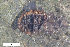  ( - CSE2230)  @11 [ ] CreativeCommons  Attribution Share-Alike (by-sa) 4.0 (2016) Unspecified Zoologisches Forschungsmuseum Alexander Koenig