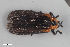  ( - CSE2231.1)  @12 [ ] CreativeCommons  Attribution Share-Alike (by-sa) 4.0 (2016) Unspecified Zoologisches Forschungsmuseum Alexander Koenig