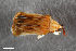  ( - CSE2828)  @11 [ ] CreativeCommons  Attribution Share-Alike (by-sa) 4.0 (2017) Unspecified Zoologisches Forschungsmuseum Alexander Koenig