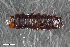  (Sumitrosis inaequalis_Symphyotrichum - CSE3072)  @11 [ ] CreativeCommons  Attribution Share-Alike (by-sa) 4.0 (2017) Unspecified Zoologisches Forschungsmuseum Alexander Koenig