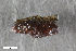  (Sumitrosis rosea_Laportea - CSE3078)  @11 [ ] CreativeCommons  Attribution Share-Alike (by-sa) 4.0 (2017) Unspecified Zoologisches Forschungsmuseum Alexander Koenig