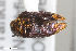  ( - CSE1511.4)  @11 [ ] CreativeCommons  Attribution Share-Alike (by-sa) 4.0 (2017) Unspecified Zoologisches Forschungsmuseum Alexander Koenig