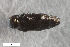  (Taphrocerus nicolayi - CSE2025)  @11 [ ] CreativeCommons  Attribution Share-Alike (by-sa) 4.0 (2017) Unspecified Zoologisches Forschungsmuseum Alexander Koenig