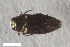  ( - CSE2578.1)  @11 [ ] CreativeCommons  Attribution Share-Alike (by-sa) 4.0 (2017) Unspecified Zoologisches Forschungsmuseum Alexander Koenig