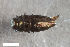  ( - CSE2578.2)  @11 [ ] CreativeCommons  Attribution Share-Alike (by-sa) 4.0 (2017) Unspecified Zoologisches Forschungsmuseum Alexander Koenig