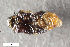  ( - CSE3699)  @11 [ ] CreativeCommons  Attribution Share-Alike (by-sa) 4.0 (2017) Unspecified Zoologisches Forschungsmuseum Alexander Koenig