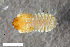  ( - CSE3789)  @12 [ ] CreativeCommons  Attribution Share-Alike (by-sa) 4.0 (2017) Unspecified Zoologisches Forschungsmuseum Alexander Koenig