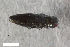  (Taphrocerus schaefferi - CSE3942.4)  @11 [ ] CreativeCommons  Attribution Share-Alike (by-sa) 4.0 (2017) Unspecified Zoologisches Forschungsmuseum Alexander Koenig