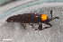  ( - CSE4010.1)  @11 [ ] CreativeCommons  Attribution Share-Alike (by-sa) 4.0 (2017) Unspecified Zoologisches Forschungsmuseum Alexander Koenig