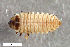  ( - CSE4026.1)  @11 [ ] CreativeCommons  Attribution Share-Alike (by-sa) 4.0 (2017) Unspecified Zoologisches Forschungsmuseum Alexander Koenig