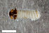  ( - CSE4026.2)  @11 [ ] CreativeCommons  Attribution Share-Alike (by-sa) 4.0 (2017) Unspecified Zoologisches Forschungsmuseum Alexander Koenig