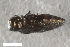  ( - CSE4029)  @11 [ ] CreativeCommons  Attribution Share-Alike (by-sa) 4.0 (2017) Unspecified Zoologisches Forschungsmuseum Alexander Koenig