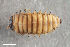  ( - CSE4093)  @11 [ ] CreativeCommons  Attribution Share-Alike (by-sa) 4.0 (2017) Unspecified Zoologisches Forschungsmuseum Alexander Koenig