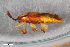  ( - CSE4159.2)  @11 [ ] CreativeCommons  Attribution Share-Alike (by-sa) 4.0 (2017) Unspecified Zoologisches Forschungsmuseum Alexander Koenig