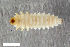  ( - CSE4165)  @11 [ ] CreativeCommons  Attribution Share-Alike (by-sa) 4.0 (2017) Unspecified Zoologisches Forschungsmuseum Alexander Koenig